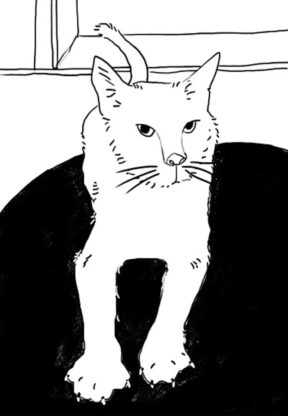 katze