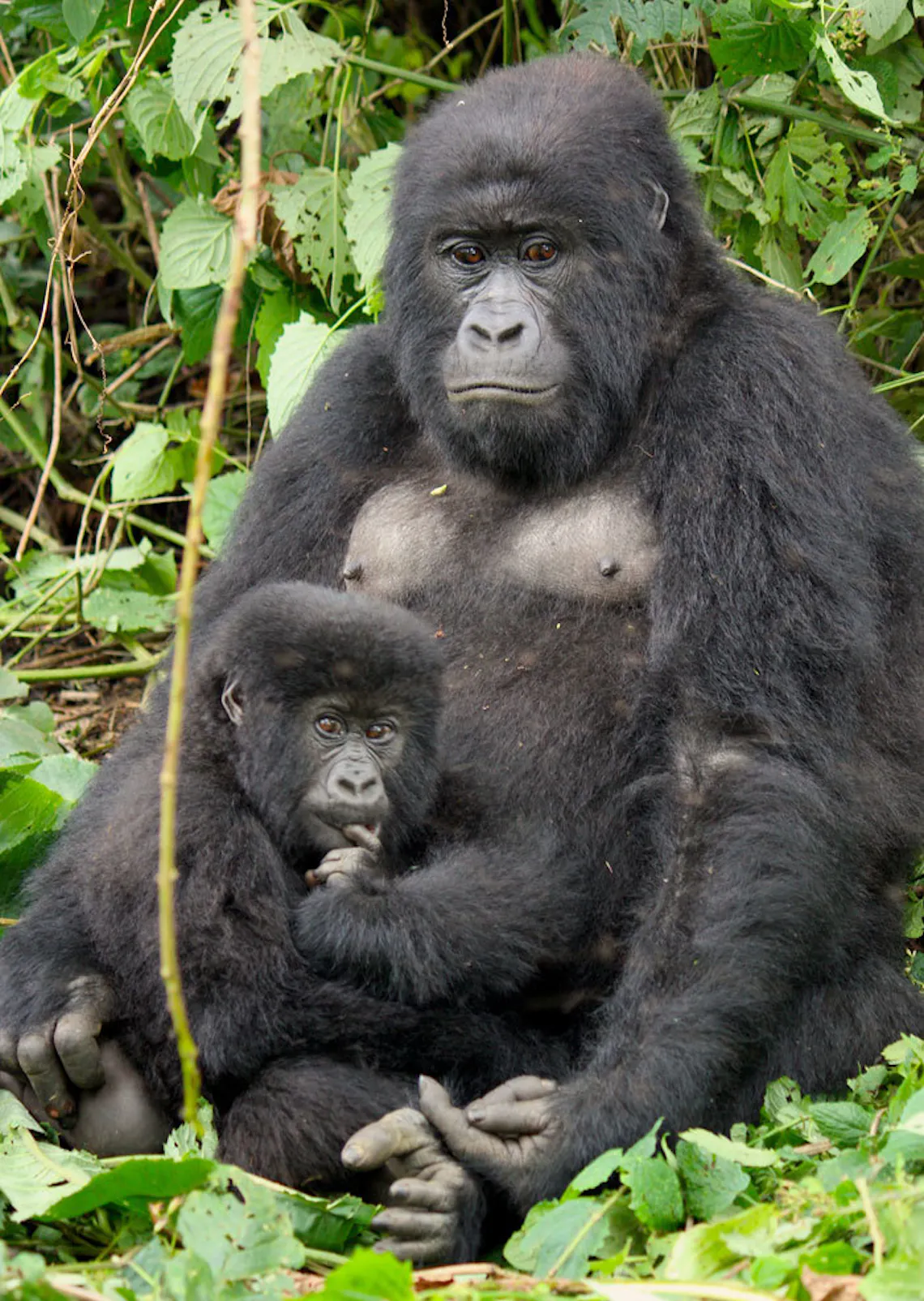 text virunga12 berggorilla mama mit jungem