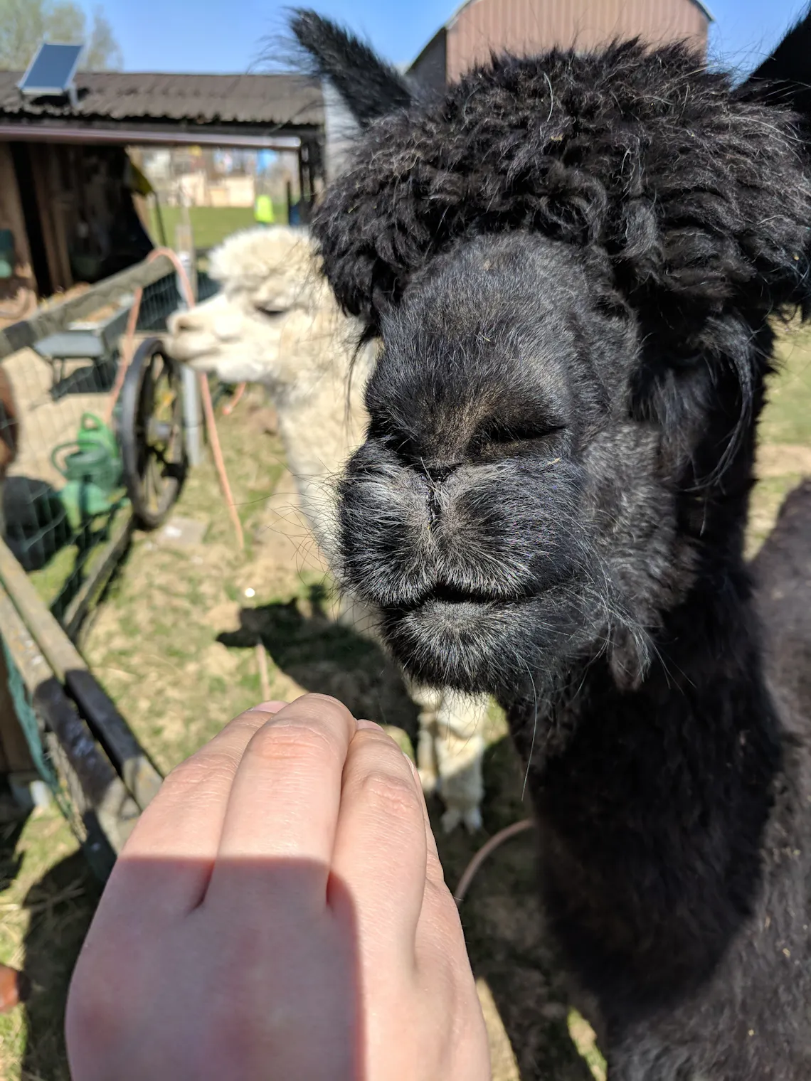 blackie