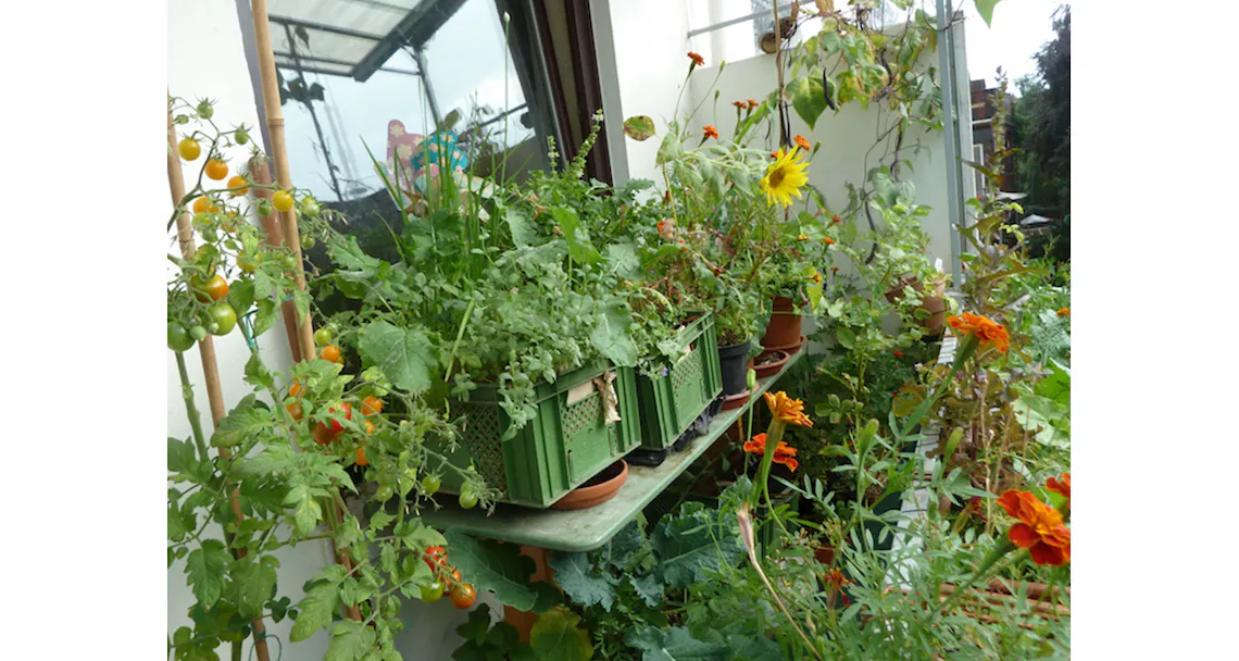 urban garden galerie 3